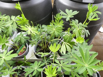Lot 2404 - Tray containing 6 potted lupins