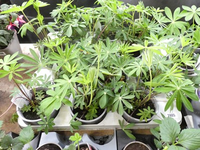 Lot 2405 - Tray containing 6 potted lupins