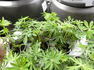 Lot 2406 - Tray containing 6 potted lupins