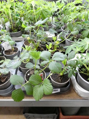 Lot 2407 - Tray containing 8 potted Cambridge Favourite...