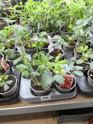 Lot 2408 - Tray containing 8 potted Cambridge Favourite...