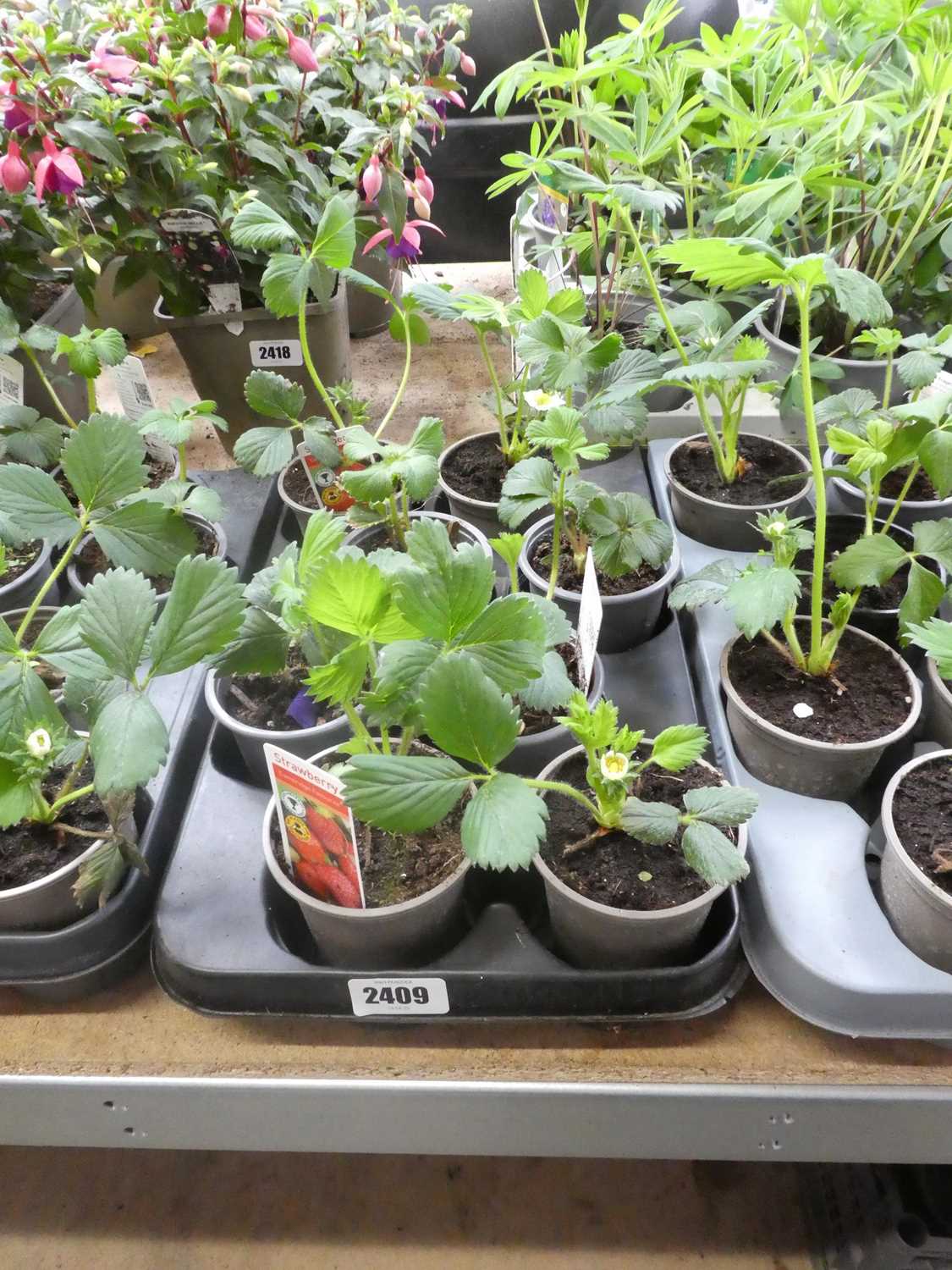 Lot 2409 - Tray containing 8 potted Cambridge Favourite...