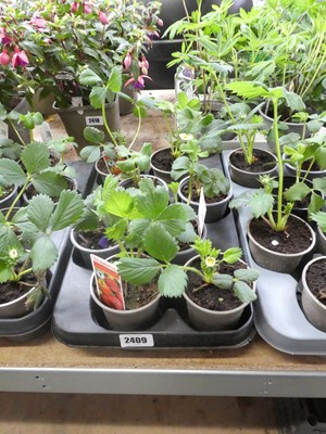 Lot 2409 - Tray containing 8 potted Cambridge Favourite...