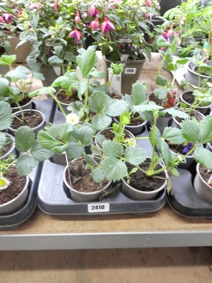 Lot 2410 - Tray containing 8 potted Cambridge Favourite...