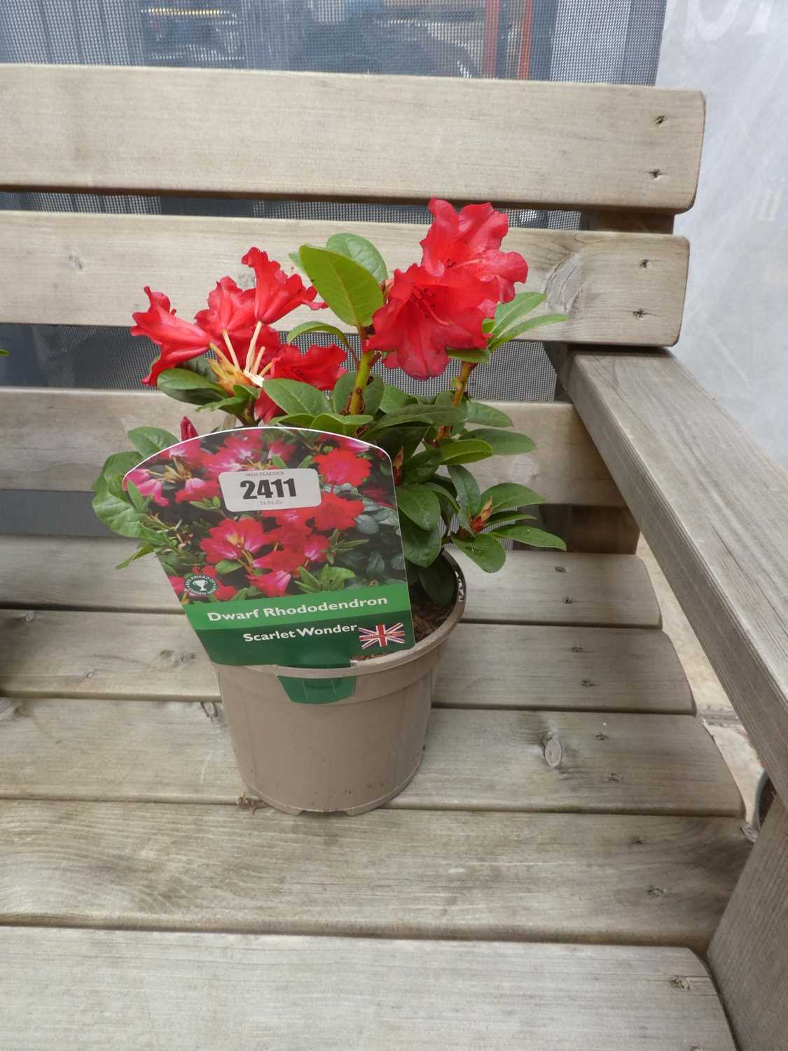 Lot 2411 - Potted Scarlet Wonder dwarf rhododendron