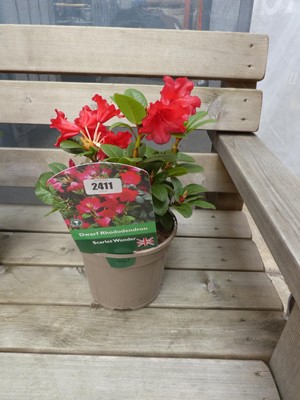Lot 2411 - Potted Scarlet Wonder dwarf rhododendron
