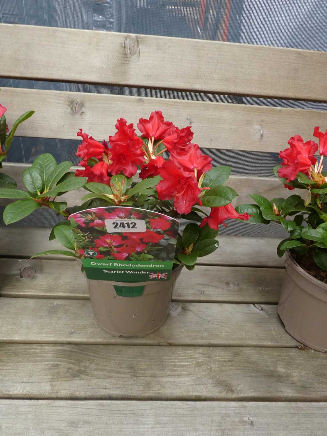 Lot 2412 - Potted Scarlet Wonder dwarf rhododendron