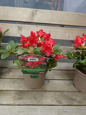 Lot 2412 - Potted Scarlet Wonder dwarf rhododendron