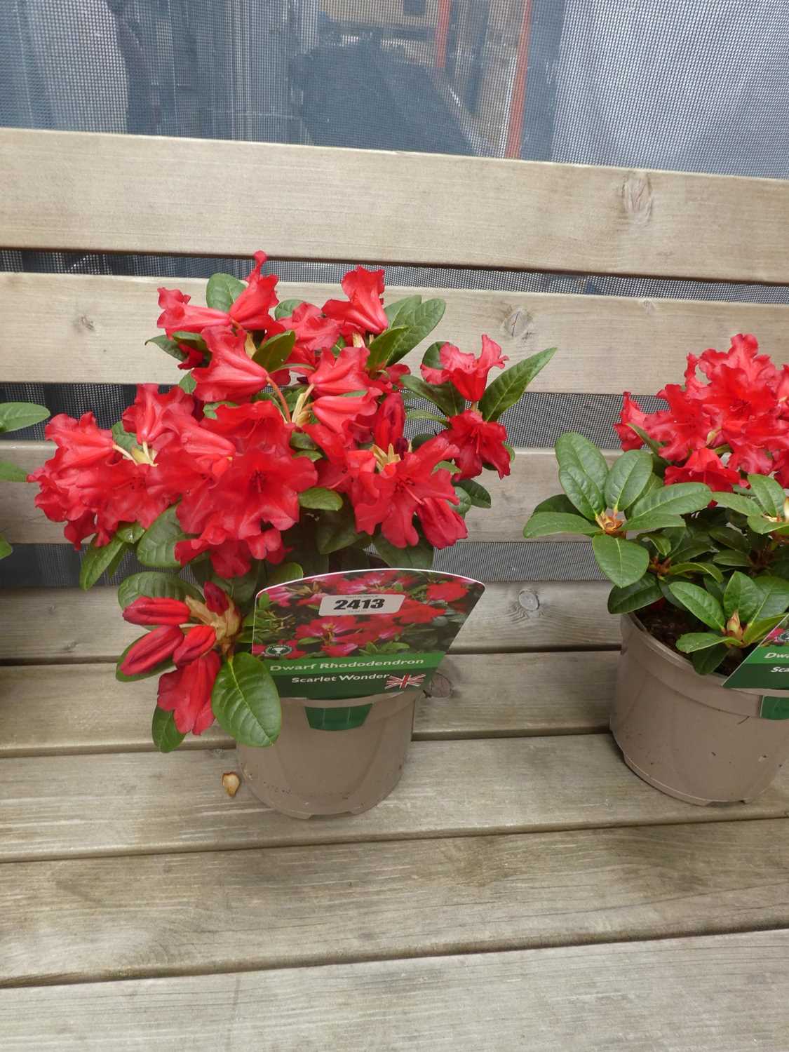 Lot 2413 - Potted Scarlet Wonder dwarf rhododendron