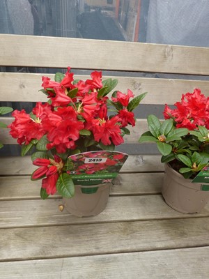 Lot 2413 - Potted Scarlet Wonder dwarf rhododendron