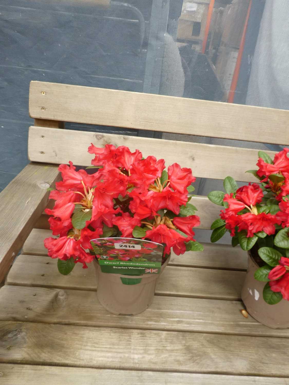 Lot 2414 - Potted Scarlet Wonder dwarf rhododendron