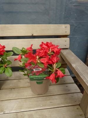 Lot 2415 - Potted Scarlet Wonder dwarf rhododendron