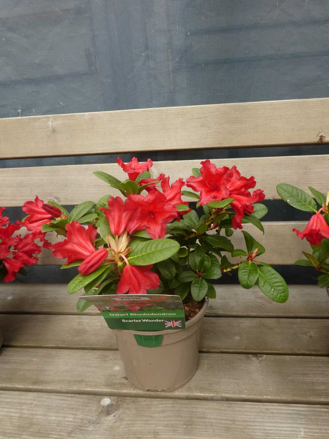 Lot 2416 - Potted Scarlet Wonder dwarf rhododendron