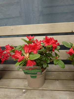 Lot 2416 - Potted Scarlet Wonder dwarf rhododendron
