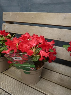 Lot 2417 - Potted Scarlet Wonder dwarf rhododendron