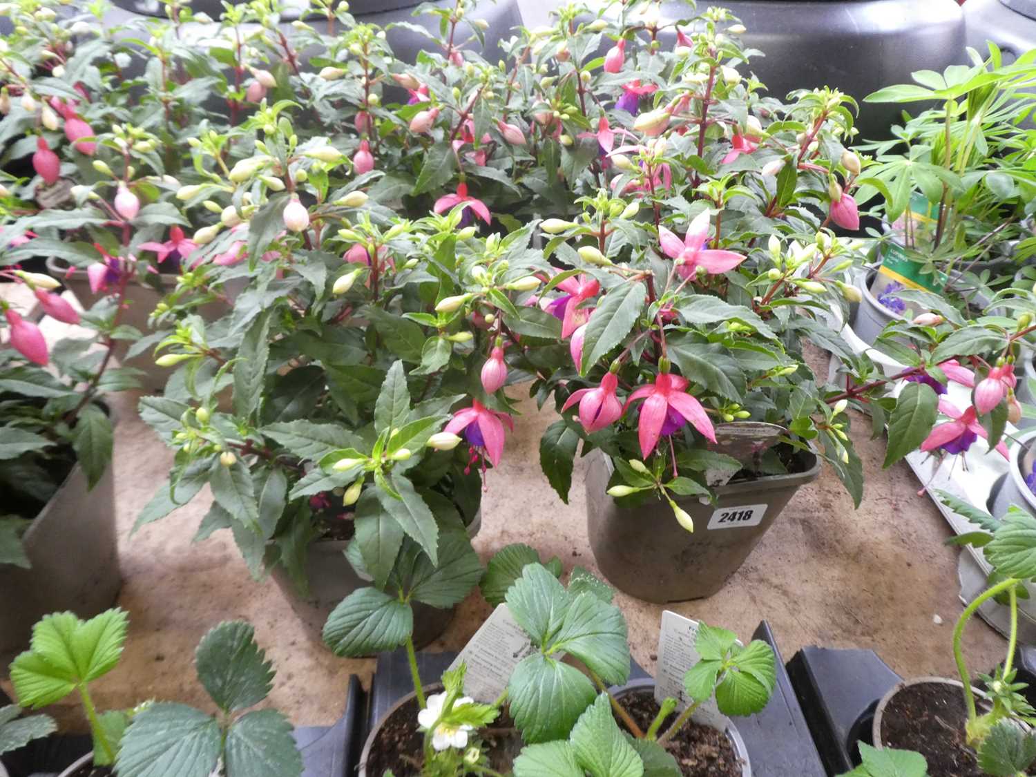 Lot 2418 - Pair of potted Fuchsia bushes