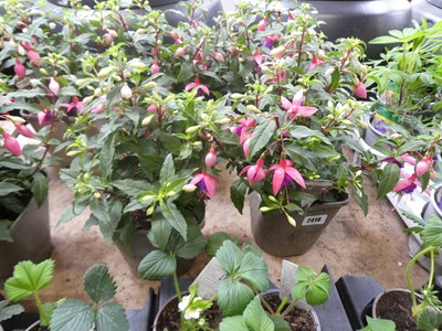Lot 2418 - Pair of potted Fuchsia bushes