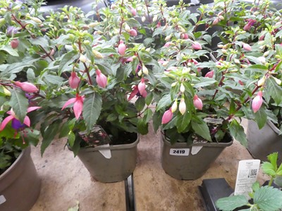 Lot 2419 - Pair of potted Fuchsia bushes