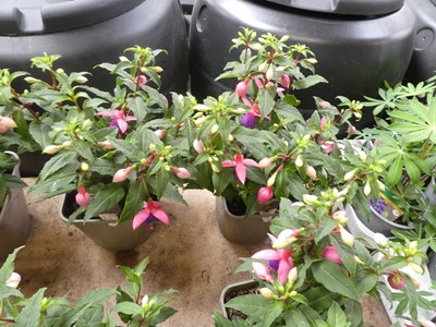 Lot 2420 - Pair of potted Fuchsia bushes