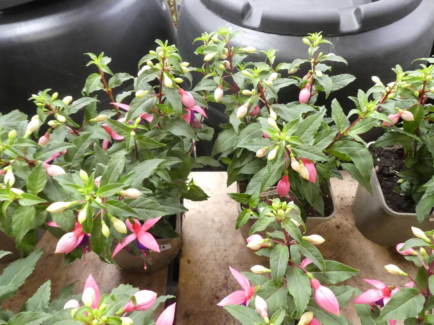 Lot 2421 - Pair of potted Fuchsia bushes