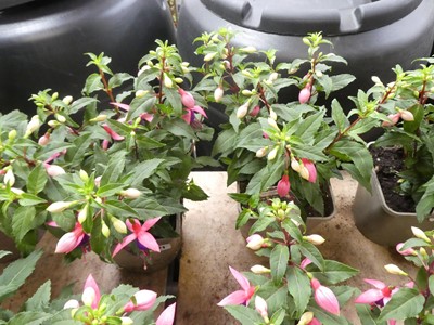 Lot 2421 - Pair of potted Fuchsia bushes