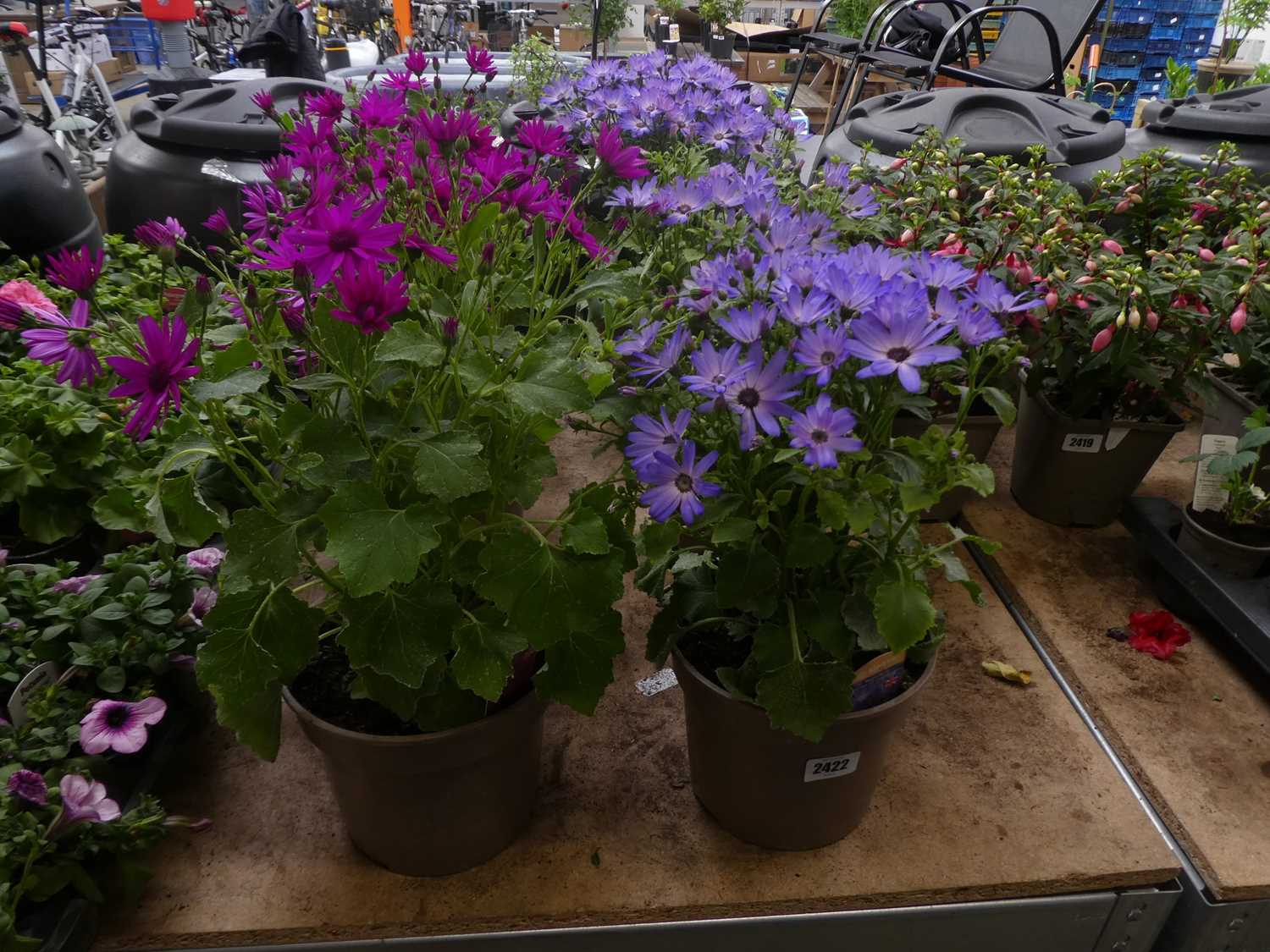 Lot 2422 - Pair of potted blue and purple flowering Senetti
