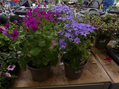 Lot 2422 - Pair of potted blue and purple flowering Senetti