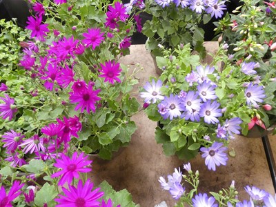 Lot 2423 - Pair of potted blue and purple flowering Senetti