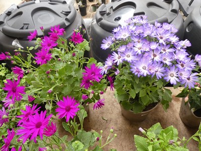 Lot 2424 - Pair of potted blue and purple flowering Senetti