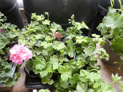 Lot 2425 - Tray containing 9 potted pelargoniums