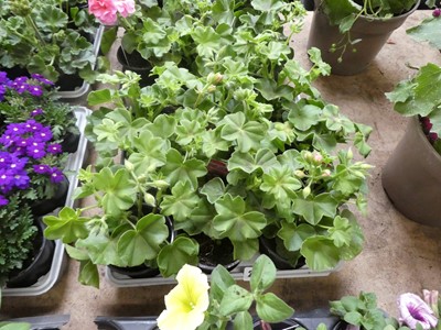 Lot 2426 - Tray containing 9 potted pelargoniums