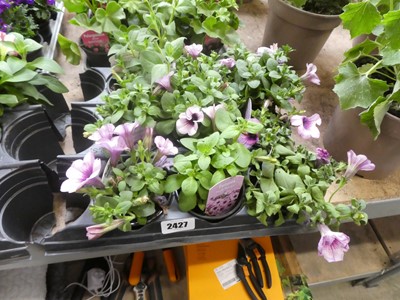 Lot 2427 - Tray containing 9 pink lace Capella petunias