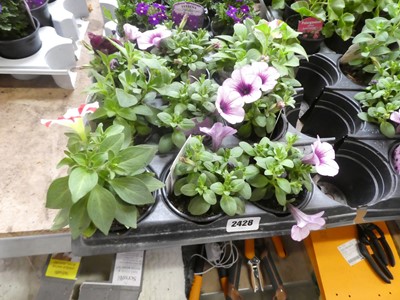 Lot 2428 - Tray containing 9 pink lace Capella petunias