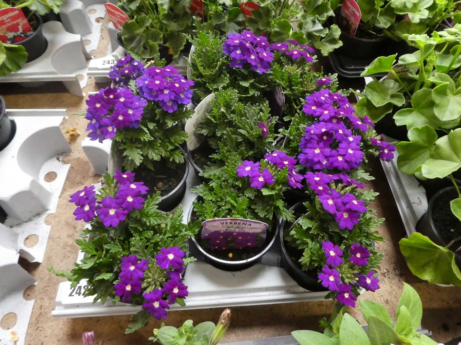 Lot 2429 - Tray containing 9 Drum Blue verbena