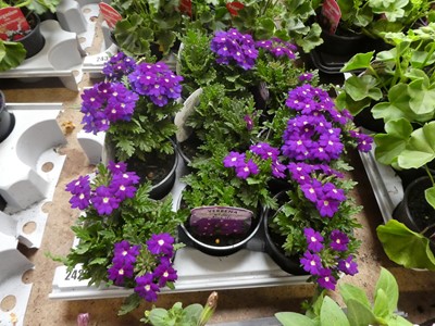 Lot 2429 - Tray containing 9 Drum Blue verbena