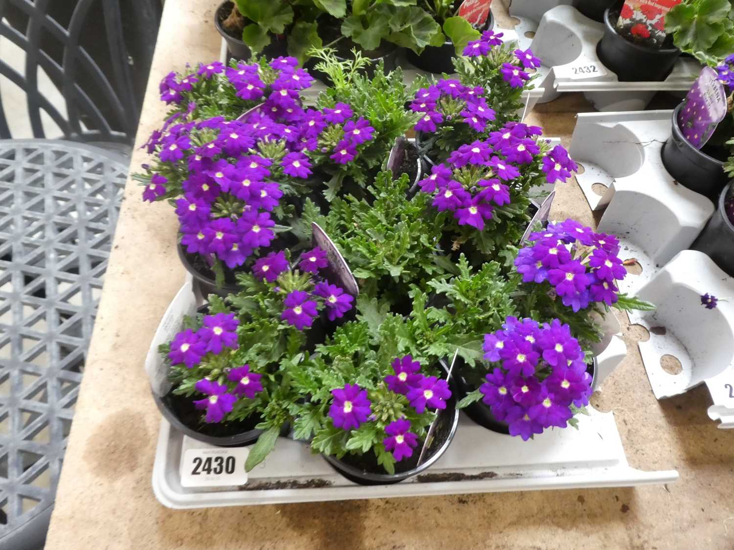 Lot 2430 - Tray containing 9 Drum Blue verbena