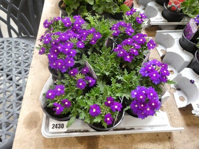 Lot 2430 - Tray containing 9 Drum Blue verbena