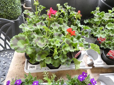 Lot 2431 - Tray containing 9 potted Zonale Victor dark...