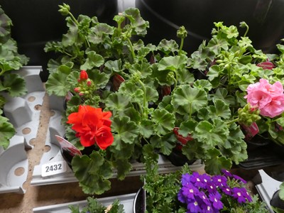 Lot 2432 - Tray containing 9 potted Zonale Victor dark...