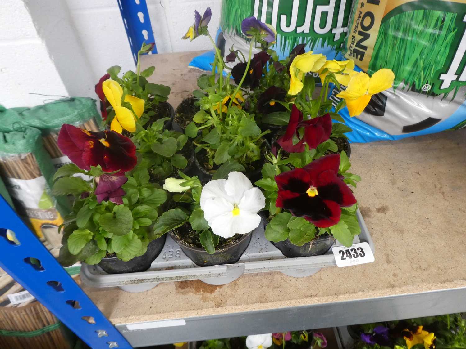 Lot 2433 - Tray containing 9 potted pansies
