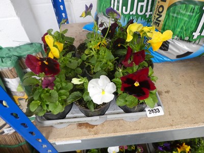 Lot 2433 - Tray containing 9 potted pansies