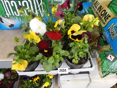 Lot 2434 - Tray containing 9 potted pansies