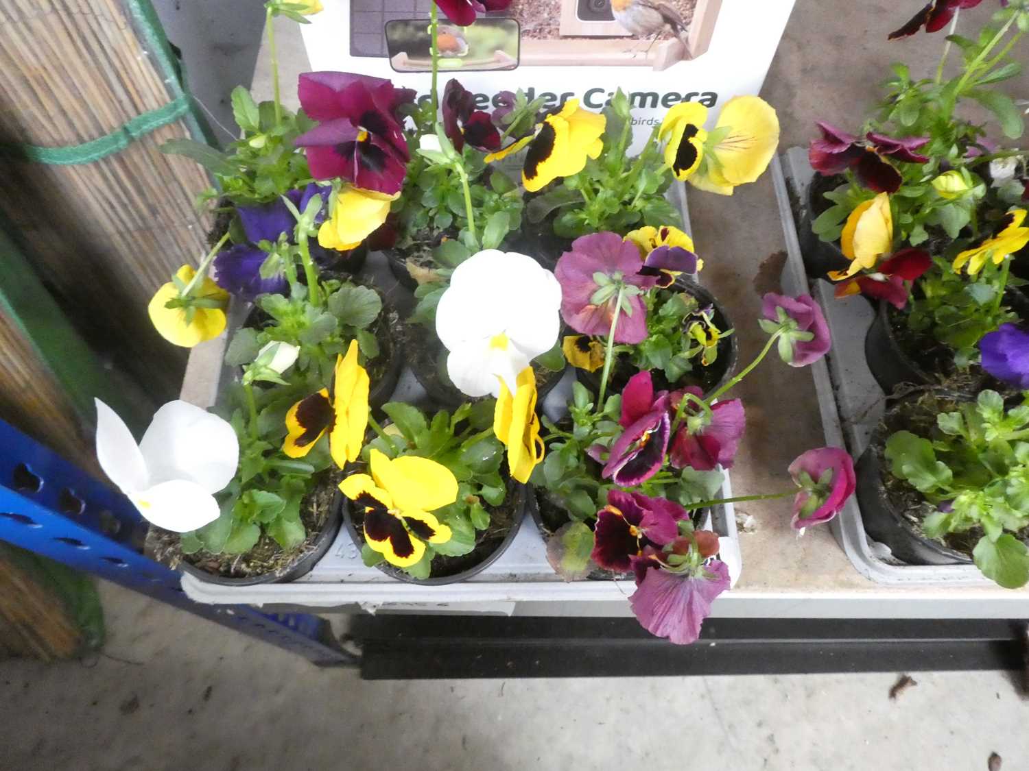 Lot 2435 - Tray containing 9 potted pansies