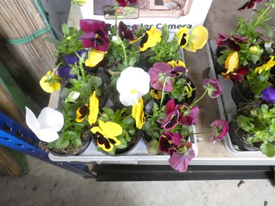 Lot 2435 - Tray containing 9 potted pansies