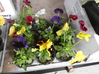 Lot 2436 - Tray containing 9 potted pansies