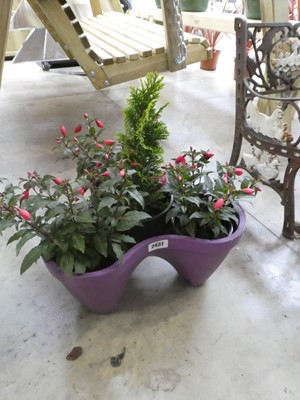 Lot 2437 - Planter containing 3 fuchsias and 1 conifer