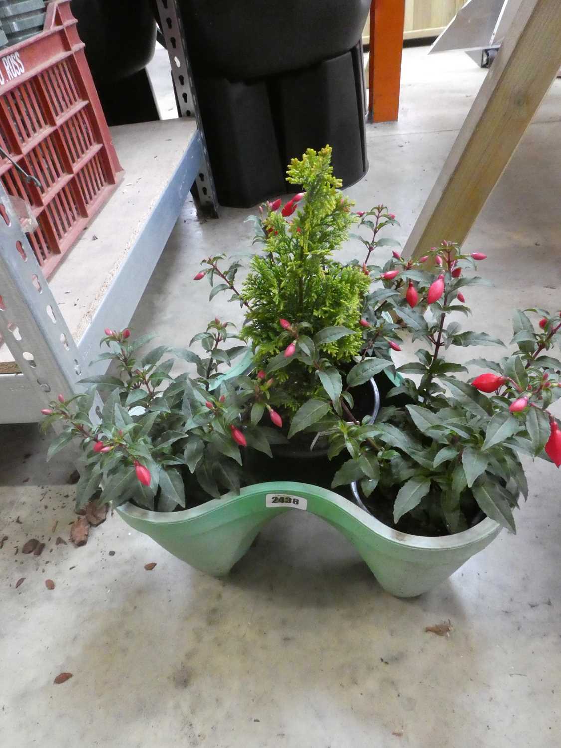 Lot 2438 - Planter containing 3 fuchsias and 1 conifer
