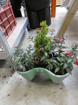 Lot 2438 - Planter containing 3 fuchsias and 1 conifer