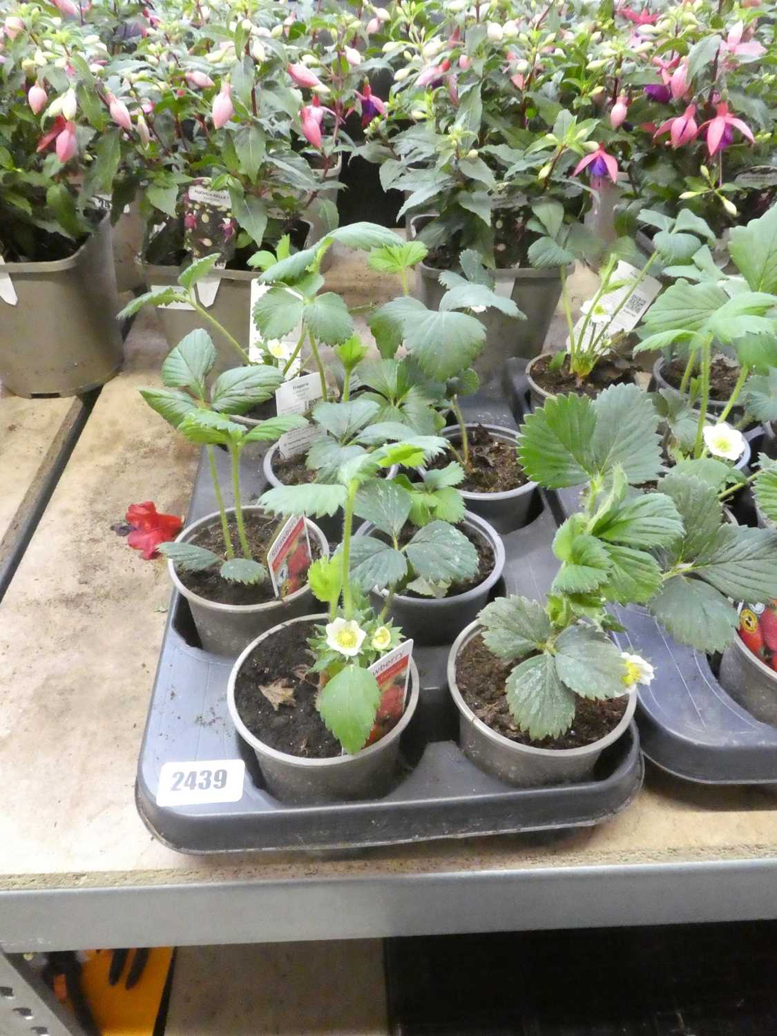 Lot 2439 - Tray containing Cambridge favourite strawberry...