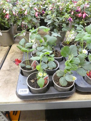 Lot 2439 - Tray containing Cambridge favourite strawberry...